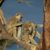 Babuinos macho y hembra durante el acicalamiento en el Parque Nacional de Amboseli en Kenia. / Susan Alberts, Duke University