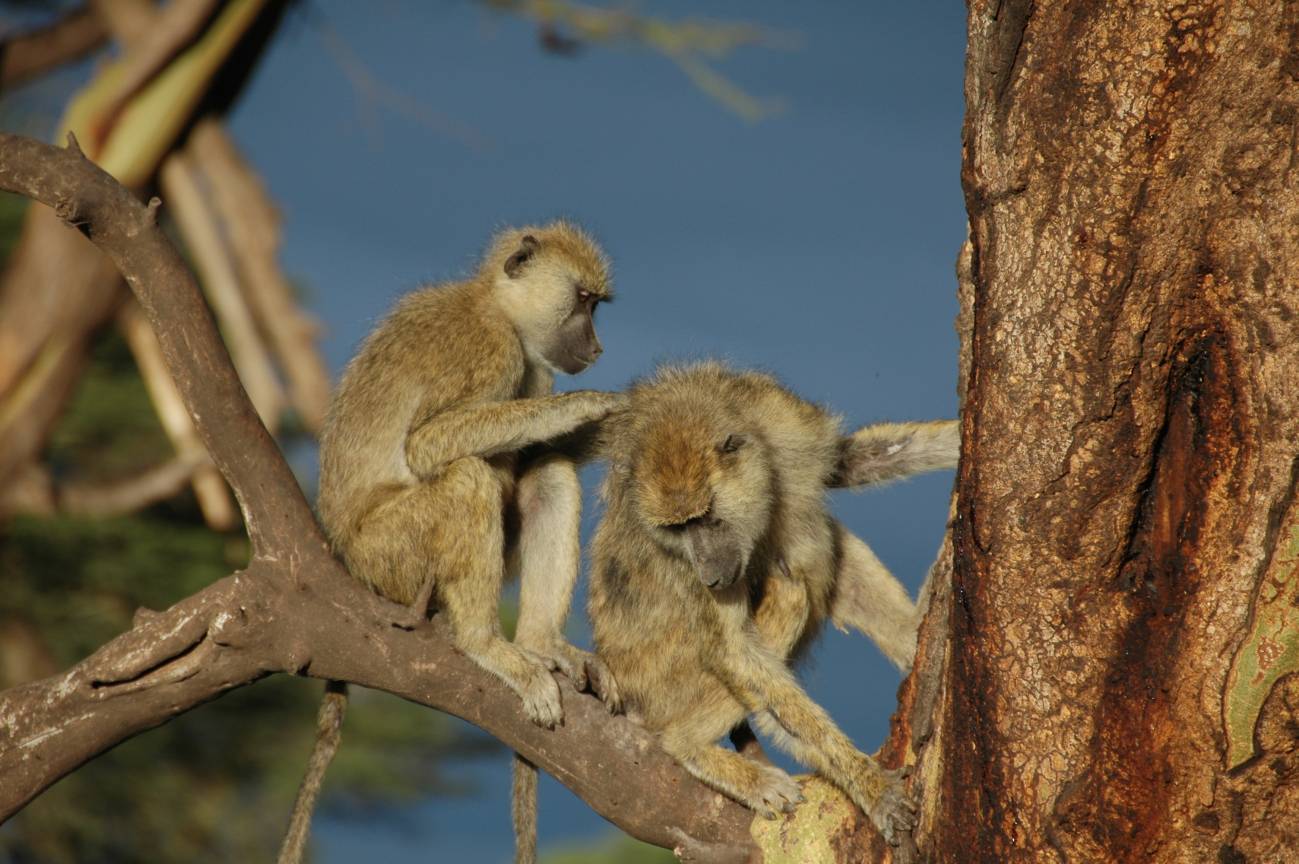 Babuinos macho y hembra durante el acicalamiento en el Parque Nacional de Amboseli en Kenia. / Susan Alberts, Duke University