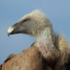 Buitres Leonados
