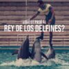 ¿Qué le Pasó al Rey de los Delfines?