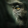 El imperio de los chimpancés documental netflix