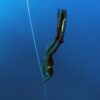 Freediving