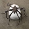 Louise Bourgeois. Spider 2000