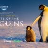 Secretos de los Pingüinos